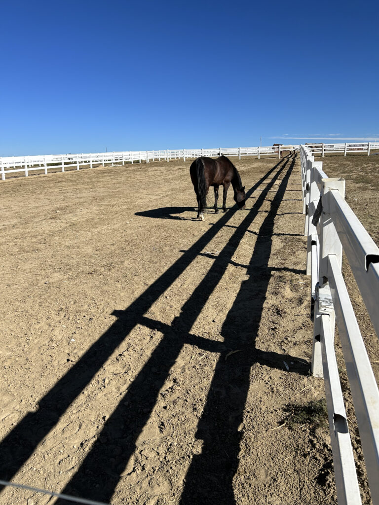 Pasture Boarding at Circle 3 Ranch